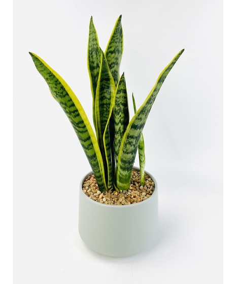 Classic Snake Plant