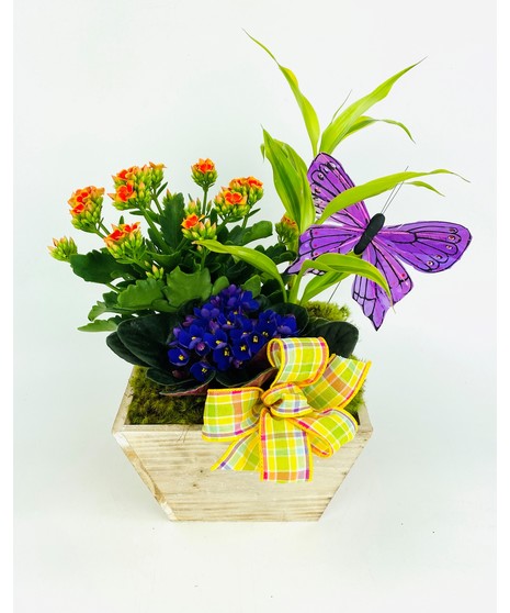 Bright plants and tropical foliage accented by a butterfly make this a great garden for a special friend.