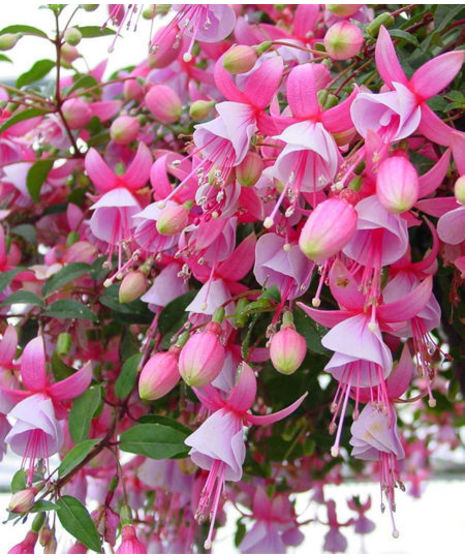 Fuchsia Hanging Basket