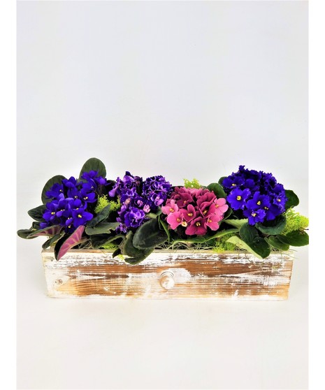 Garden Violets