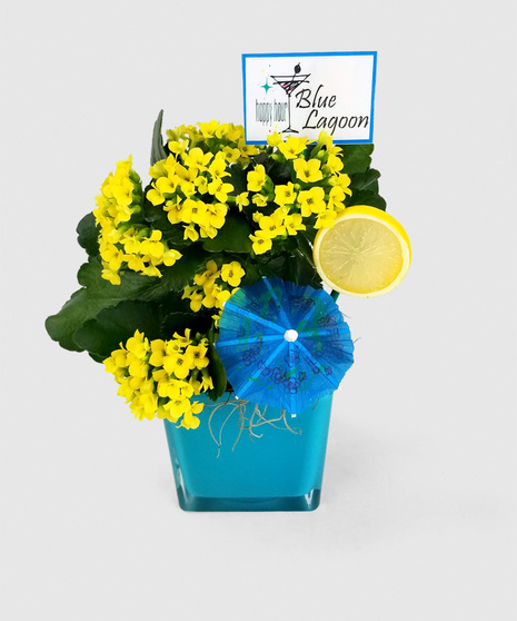 A bright container with a long-lasting, flowering kalanchoe plant, accented with a drink umbrella and slice of fruit. Choose your flavor or a set of all three!