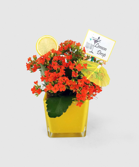 A bright container with a long-lasting, flowering kalanchoe plant, accented with a drink umbrella and slice of fruit. Choose your flavor or a set of all three!