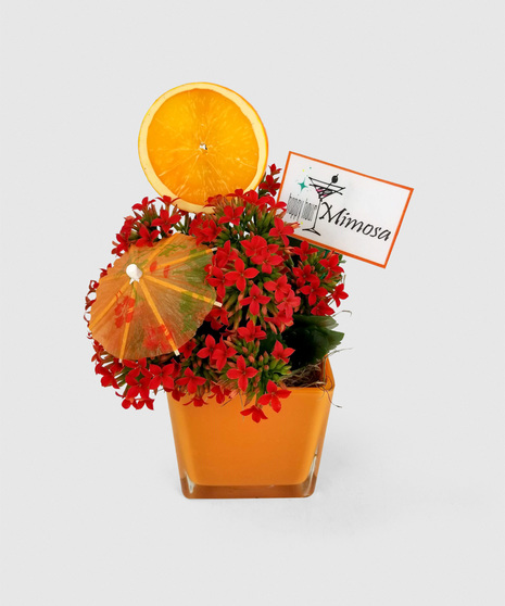 A bright container with a long-lasting, flowering kalanchoe plant, accented with a drink umbrella and slice of fruit. Choose your flavor or a set of all three!