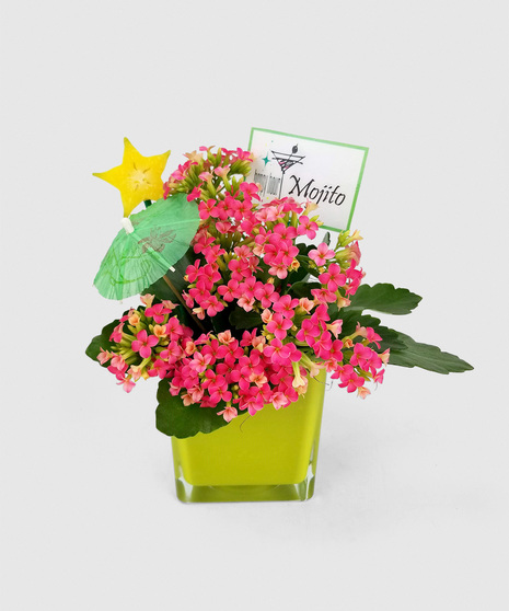 A bright container with a long-lasting, flowering kalanchoe plant, accented with a drink umbrella and slice of fruit. Choose your flavor or a set of all three!
