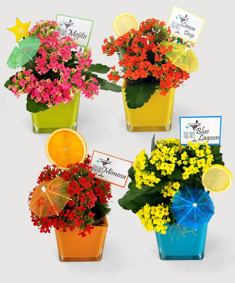 A bright container with a long-lasting, flowering kalanchoe plant, accented with a drink umbrella and slice of fruit. Choose your flavor or a set of all three!