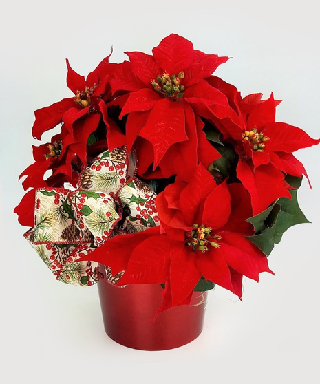 Holiday Poinsettia