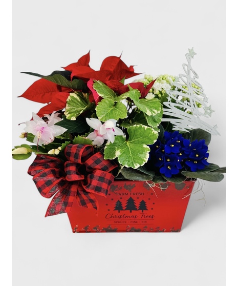 A collection of traditional Christmas-colored plants, in a metal Christmas tree planter that is decorated with a festive bow and sparkling tree pick. 