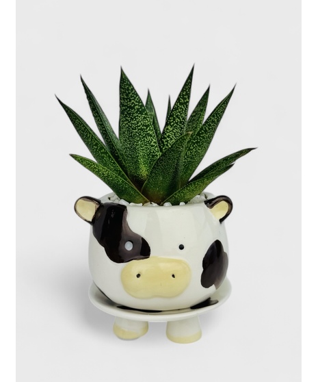 Bring a touch of whimsy and charm into your home with the Footsie Friends succulent gardens from Stadium Flowers in Seattle. 