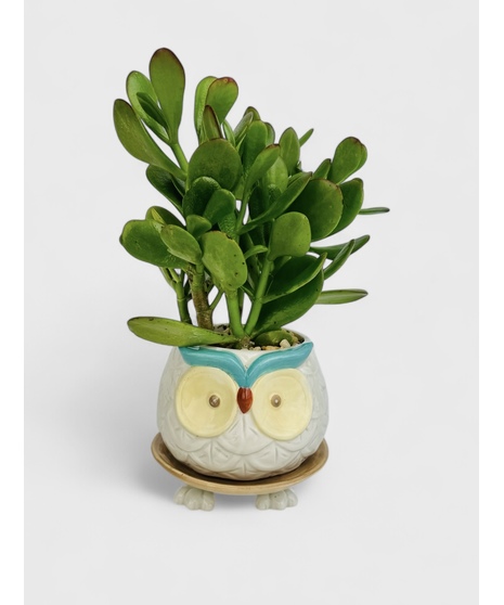 Bring a touch of whimsy and charm into your home with the Footsie Friends succulent gardens from Stadium Flowers in Seattle. 