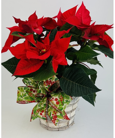 Regal Poinsettia
