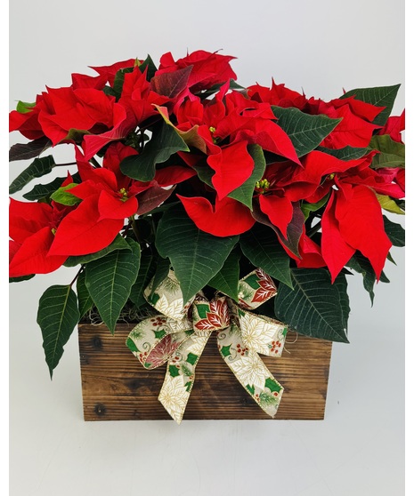 Poinsettia Box