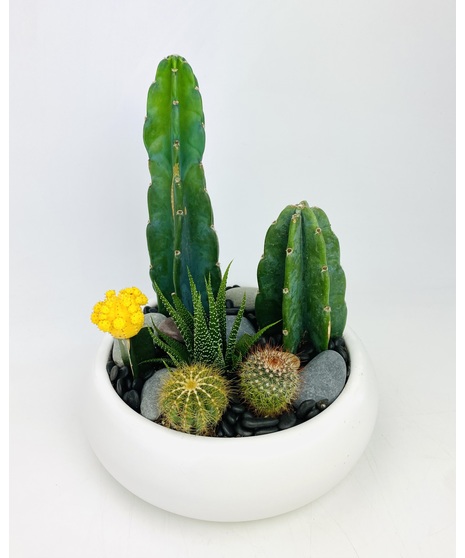 Cuddly Cactus