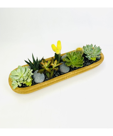 Coastal Succulents