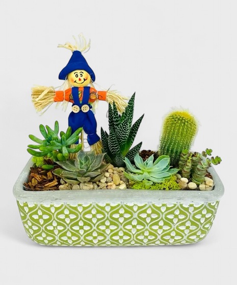Scarecrow Succulents