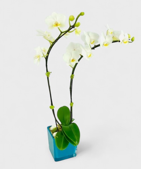 A Phalaenopsis Orchid, in a vivid glass cube, accented with moss and rocks. 