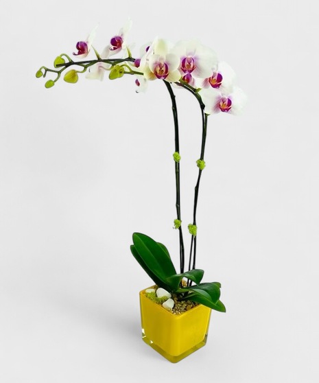 A Phalaenopsis Orchid, in a vivid glass cube, accented with moss and rocks. 