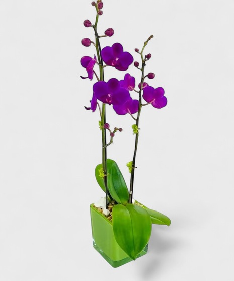 A Phalaenopsis Orchid, in a vivid glass cube, accented with moss and rocks. 