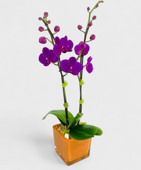 A Phalaenopsis Orchid, in a vivid glass cube, accented with moss and rocks. 