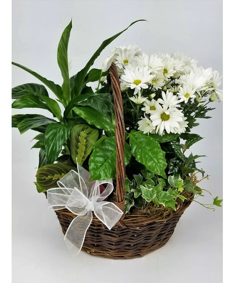 A variety of green tropical plants accented by a blooming white plant in a dark basket.