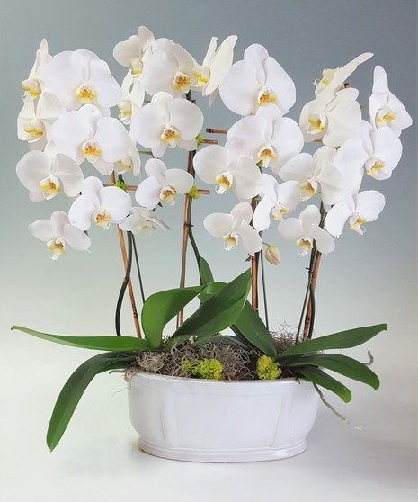 Luxe Orchids