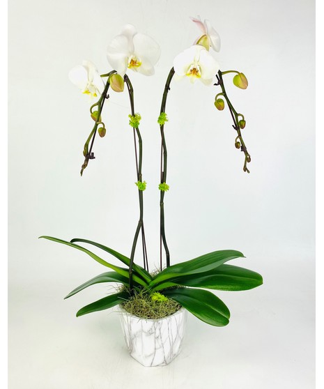 Carrera Orchid