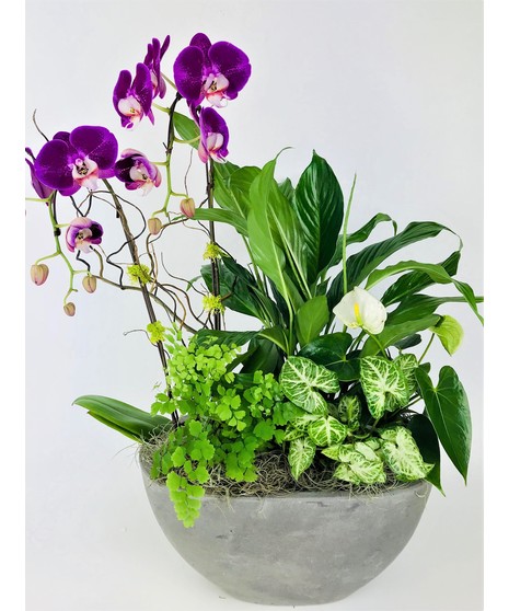 Orchid Canopy