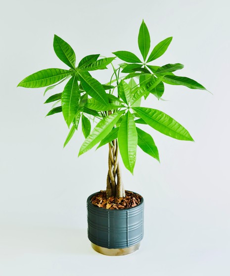 Money Tree