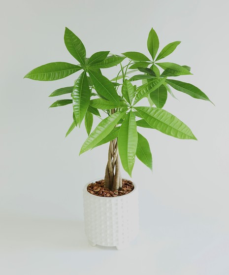 The Money Tree is said to bring prosperity and positive energy to any space. So give it to a loved one who is ready for some good luck!
