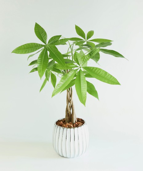 The Money Tree is said to bring prosperity and positive energy to any space. So give it to a loved one who is ready for some good luck!