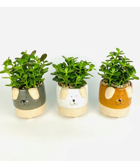 These adorable puppy succulent gardens are the perfect long lasting gift! 