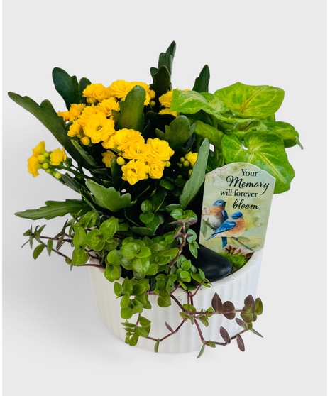  A dish garden of green tropical plants and a blooming Kalanchoe. This garden is accented with your choice of a keepsake sympathy pick in a white ceramic planter.