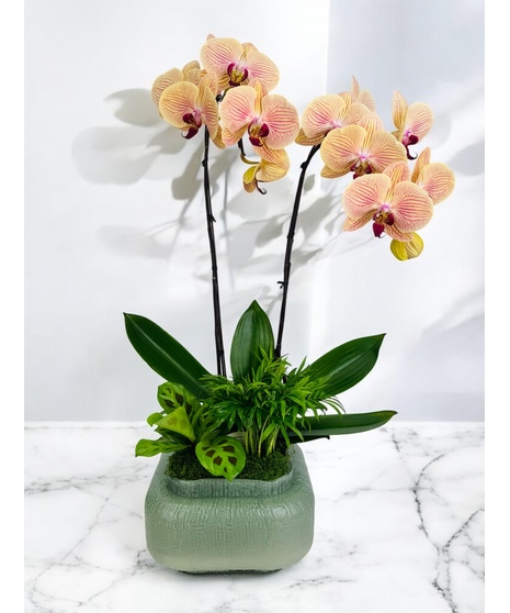 This Tropical Bliss Orchid from Stadium Flowers is an exquisite arrangement that captures the essence of a tropical paradise in a single, stunning display. 