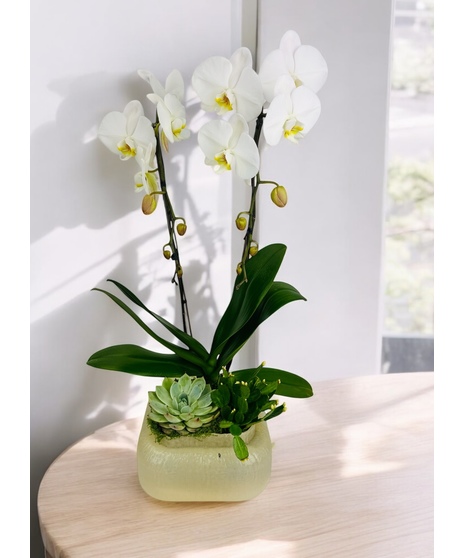 This Tropical Bliss Orchid from Stadium Flowers is an exquisite arrangement that captures the essence of a tropical paradise in a single, stunning display. 