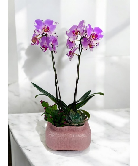 Tropical Bliss Orchid
