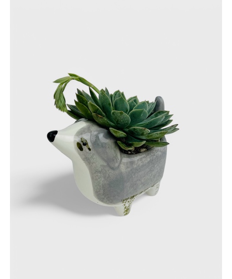 These adorable puppy succulent gardens are the perfect long lasting gift! 