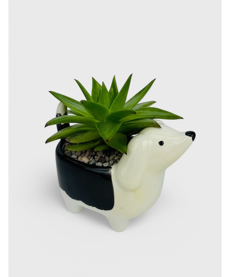 These adorable puppy succulent gardens are the perfect long lasting gift! 