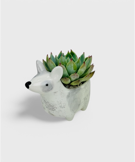 These adorable puppy succulent gardens are the perfect long lasting gift! 