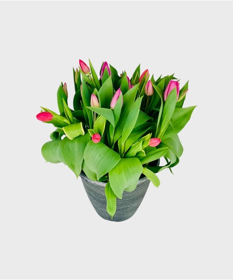Outdoor Tulip Planter