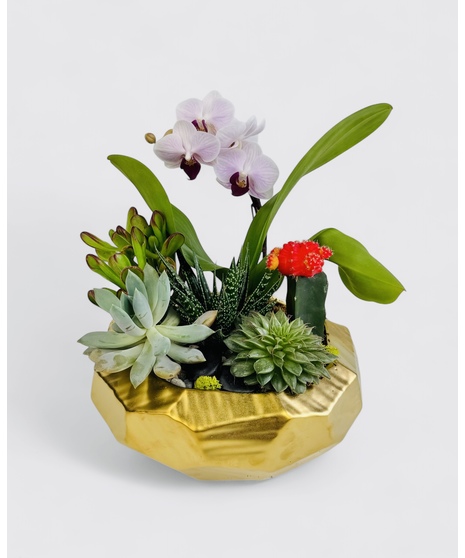 Stardance Succulents
