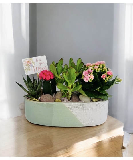 Mom's Succulents