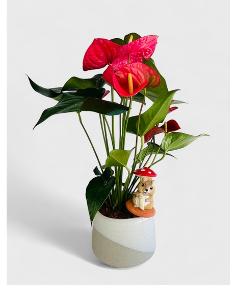 This modern Anthurium Plant is nestled in your choice of ceramic pot. It's a perfect gift as a house warming, just because or any occasion!