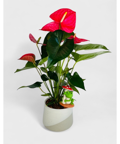 Classic Anthurium Plant
