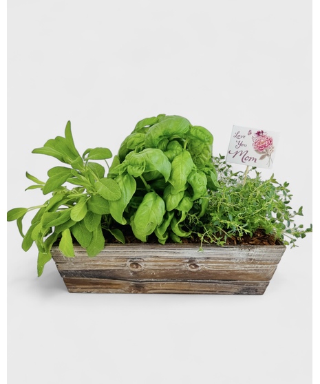 Place this herb garden in a sunny spot and enjoy growing your own rosemary, thyme, basil and sage. 