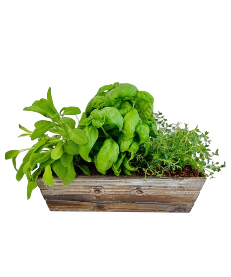 Place this herb garden in a sunny spot and enjoy growing your own rosemary, thyme, basil and sage. 