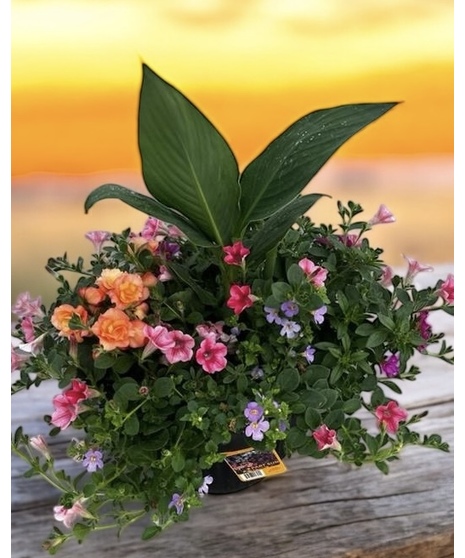A sampling of summer plants in an all-around urn planter to brighten up the outdoors.