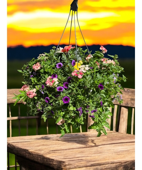 Mixed potted plants that enjoy being in the sun.