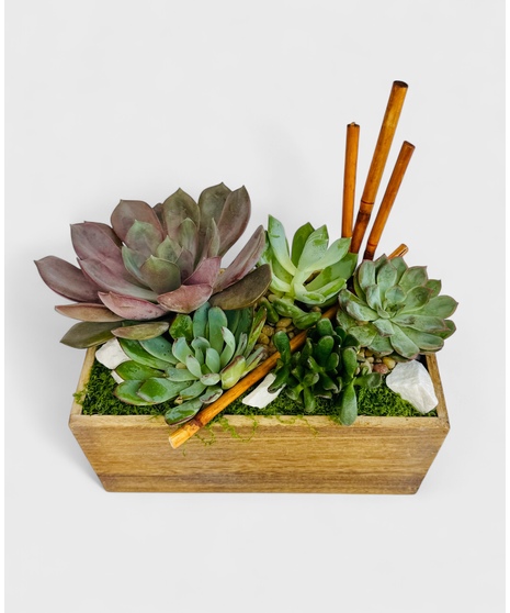 Zen Garden