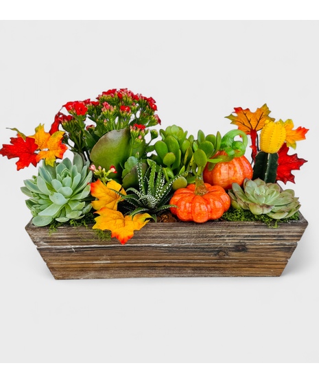 Autumn Succulents