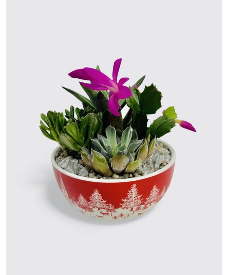 ?This charming winter-themed garden brings together a cheerful blend of blooming color and lush greenery, all nestled inside a festive ceramic bowl 