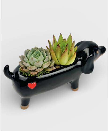 Meet Paws in Love, a charming succulent garden that’s sure to steal hearts.